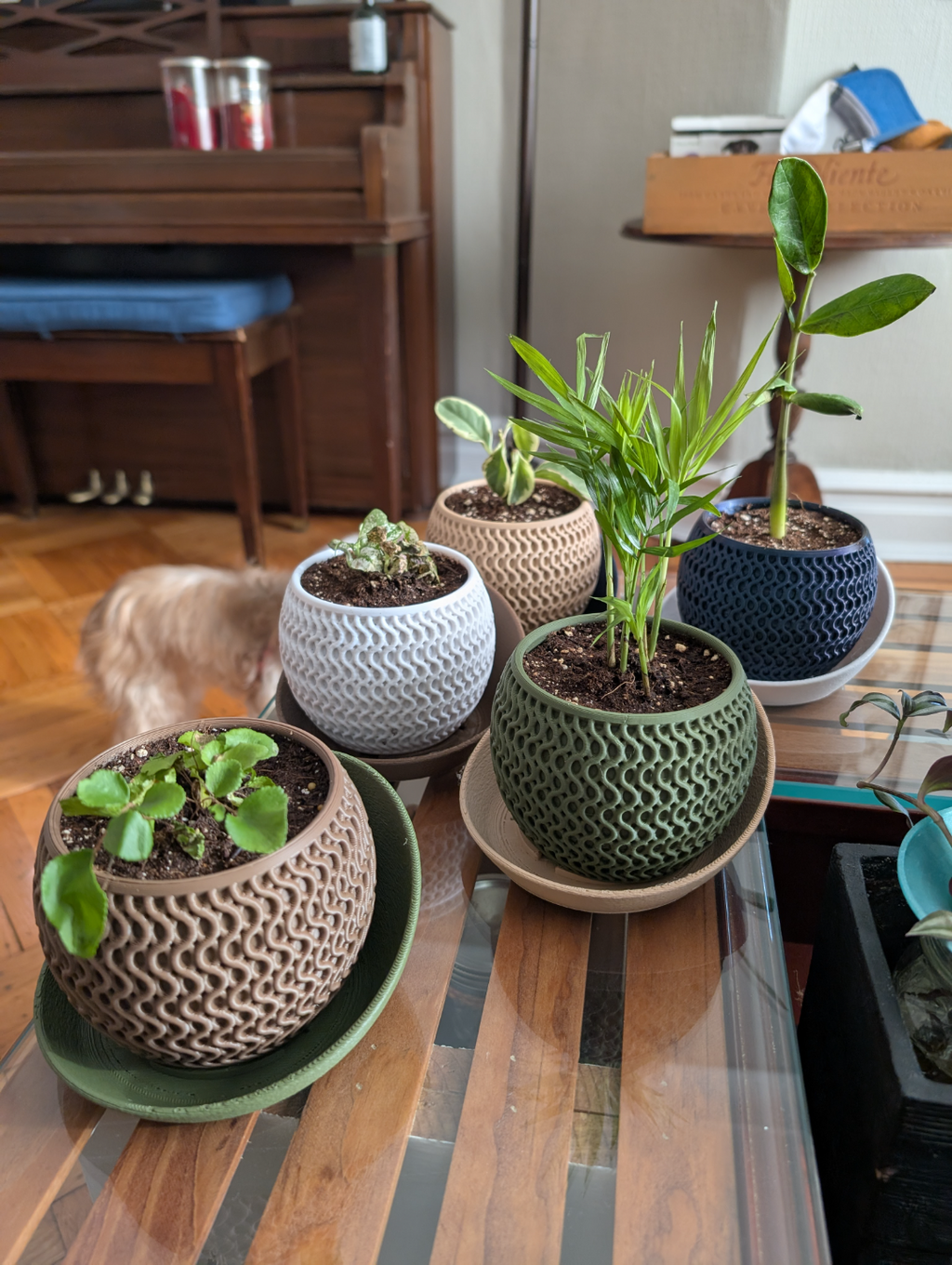 Le "Echo Planter" — Dualité Organique