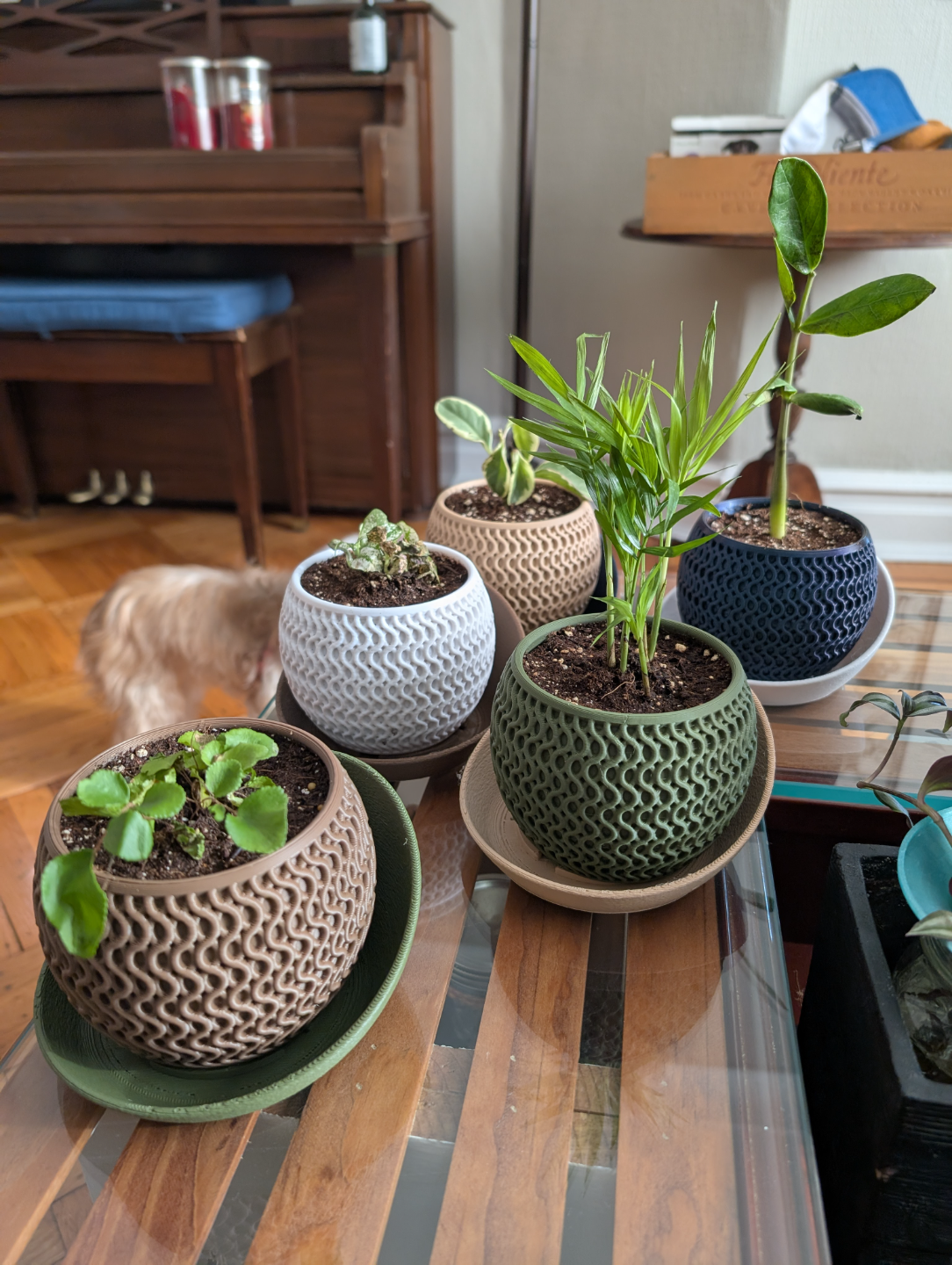 Le "Echo Planter" — Dualité Organique